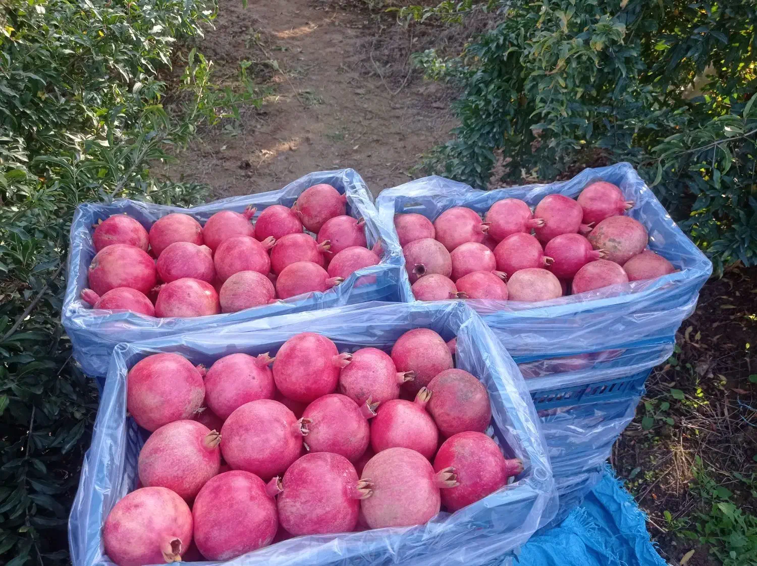 فروش انارشیرین|خوردنی و آشامیدنی|گرگان, |دیوار