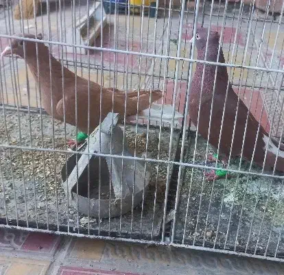 کفتر دم سفید|پرنده|نیشابور, باغرود|دیوار