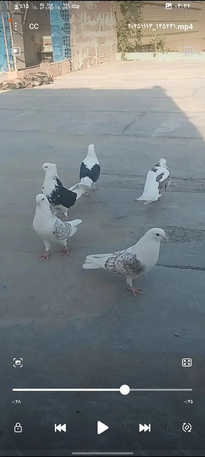 کبوتر دوبال پشتدار|پرنده|مینودشت, |دیوار