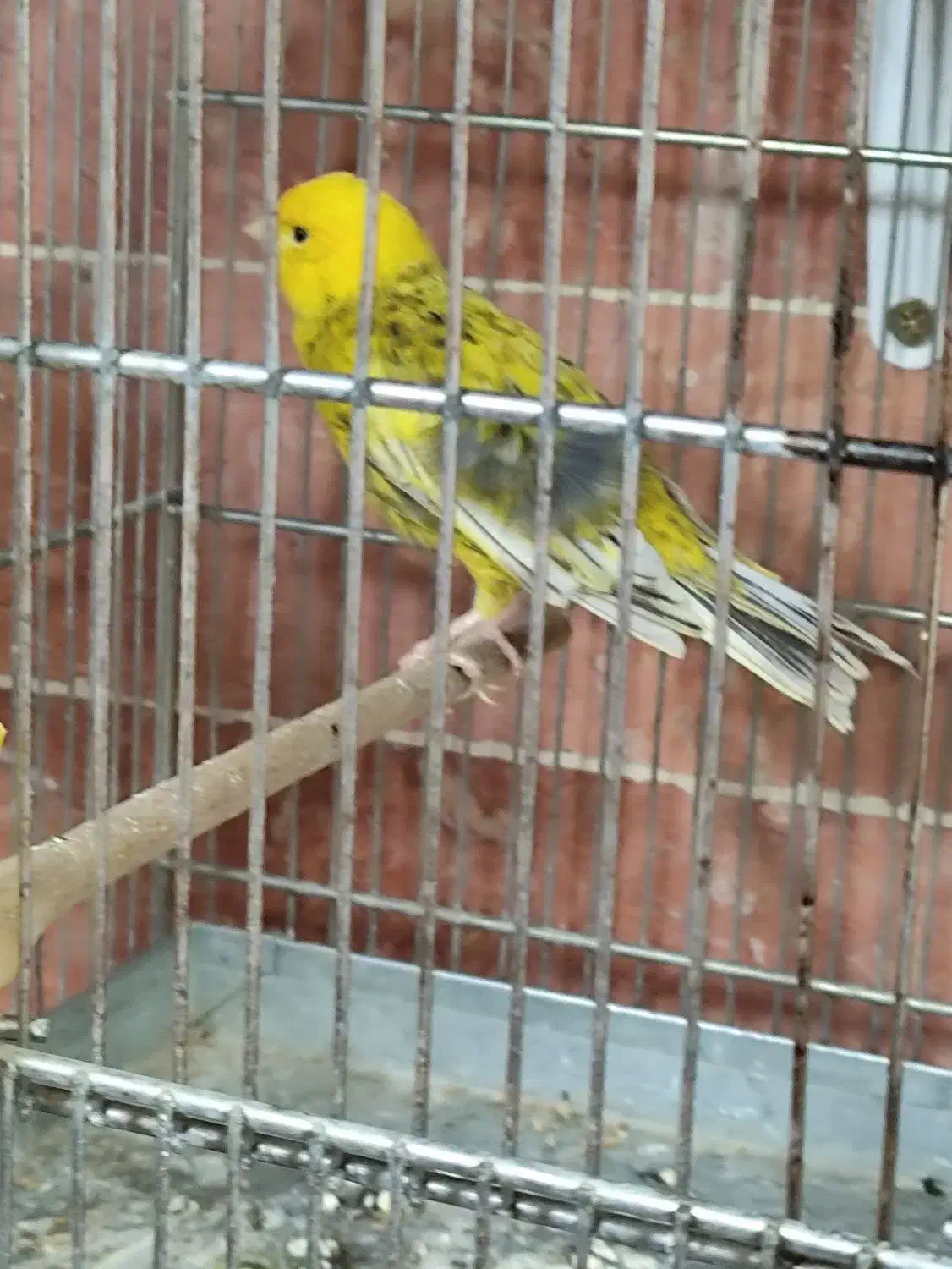 فروش انواع قناری آماده نرو ماده|پرنده|بومهن, |دیوار