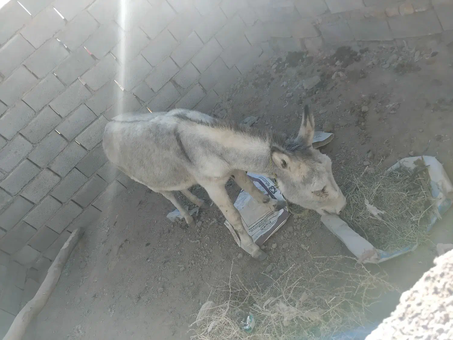 الاغ ماده خیلی خر خوبیه تو گله هم بوده|حیوانات مزرعه|نیشابور, مبارکه|دیوار