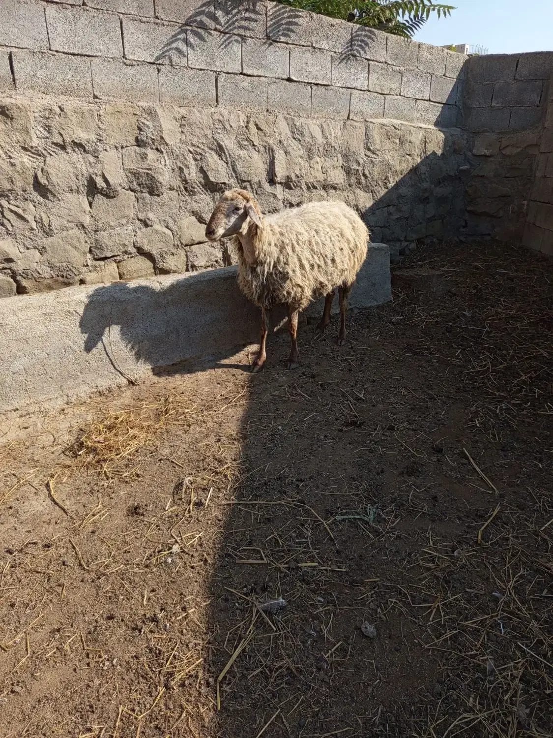 پنج تا گوسفند|حیوانات مزرعه|دره رود, |دیوار