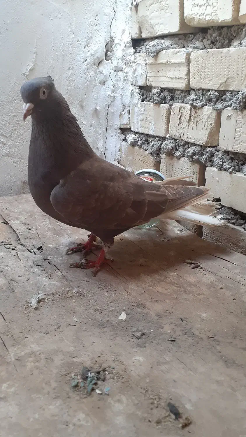 دم سفیدماده باکاغذی زردنر|پرنده|باوی, |دیوار