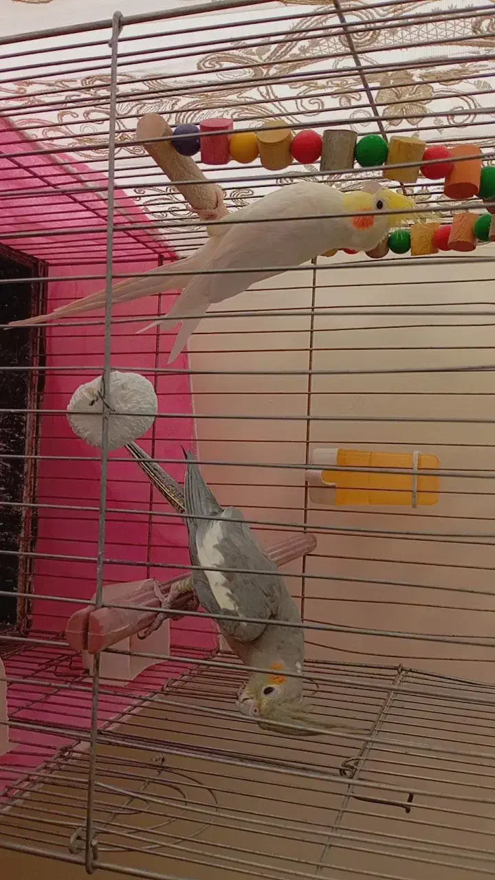 یک جفت عروس هلندی با قفس و تمام لوازم|پرنده|خرمدره, |دیوار