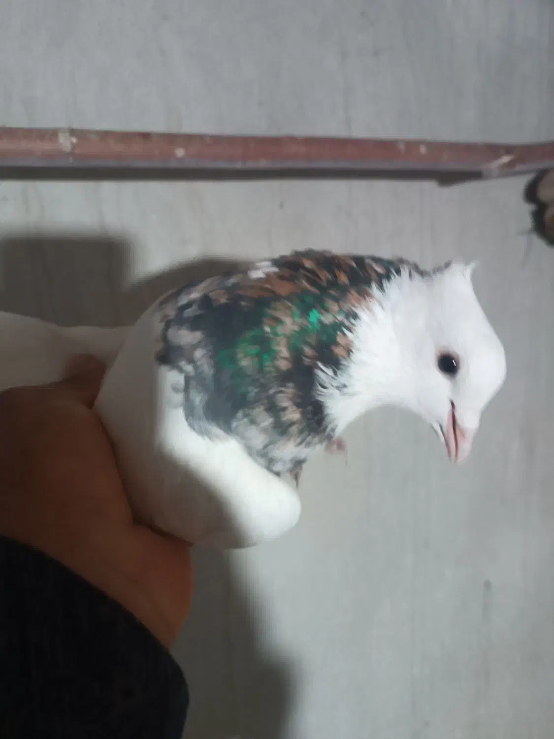 طوقی|پرنده|کرمانشاه, |دیوار