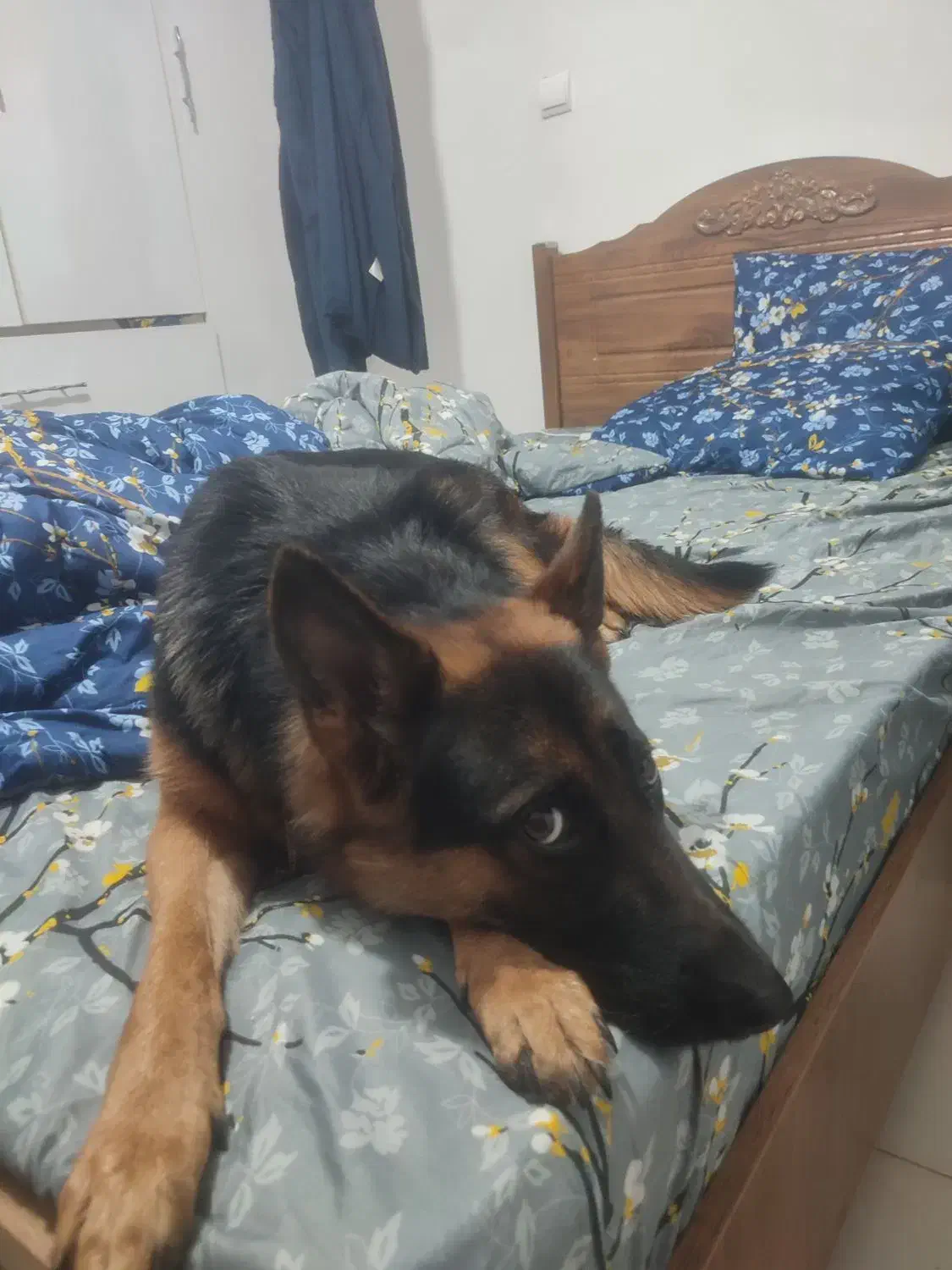 واگذاری ژرمن ۱۸ماهه|سگ|بندرعباس, |دیوار