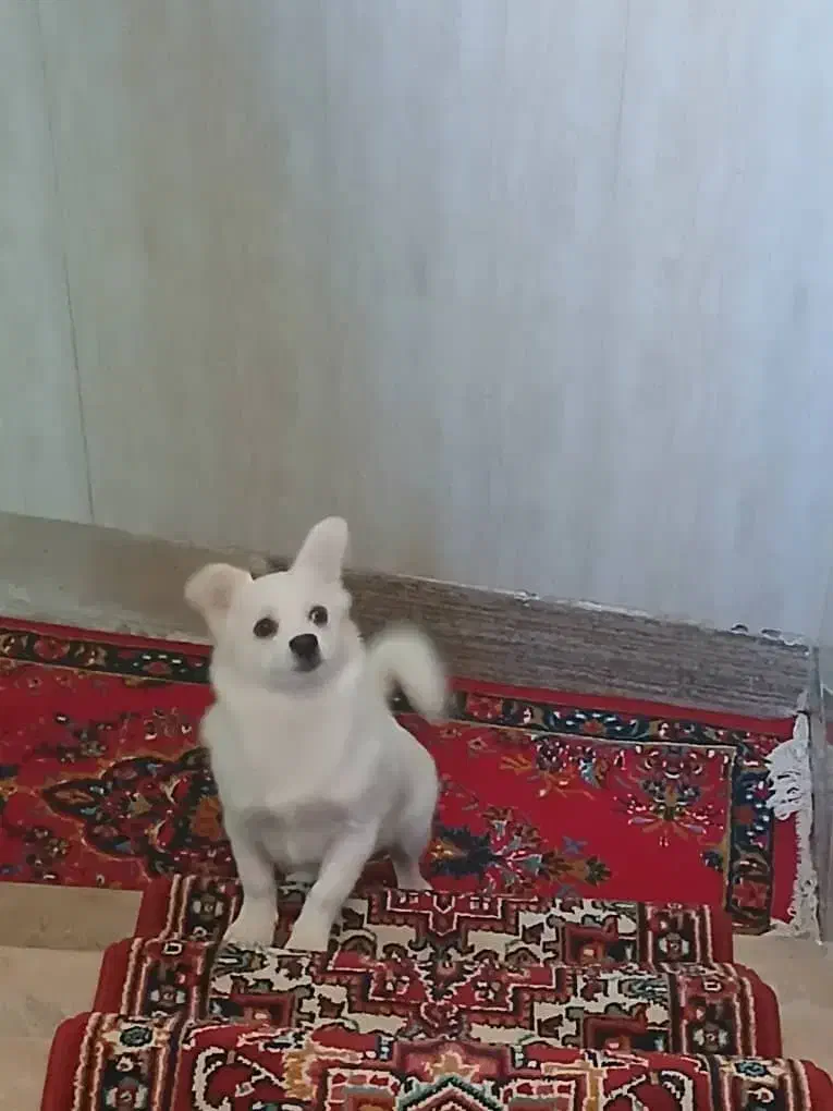 سگ خانگی|سگ|تبریز, |دیوار