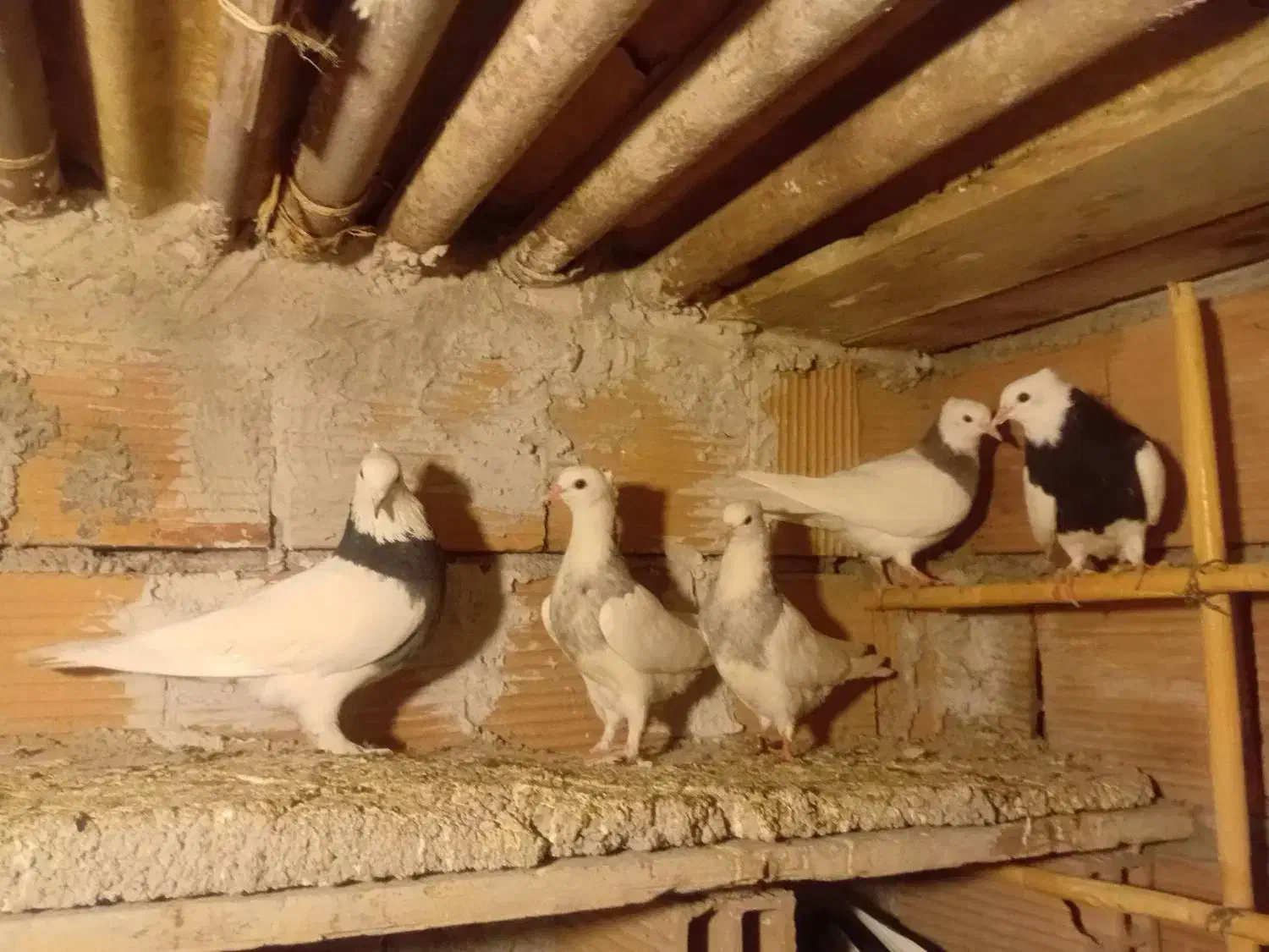 کبوتر طوقی|پرنده|گنبد کاووس, |دیوار