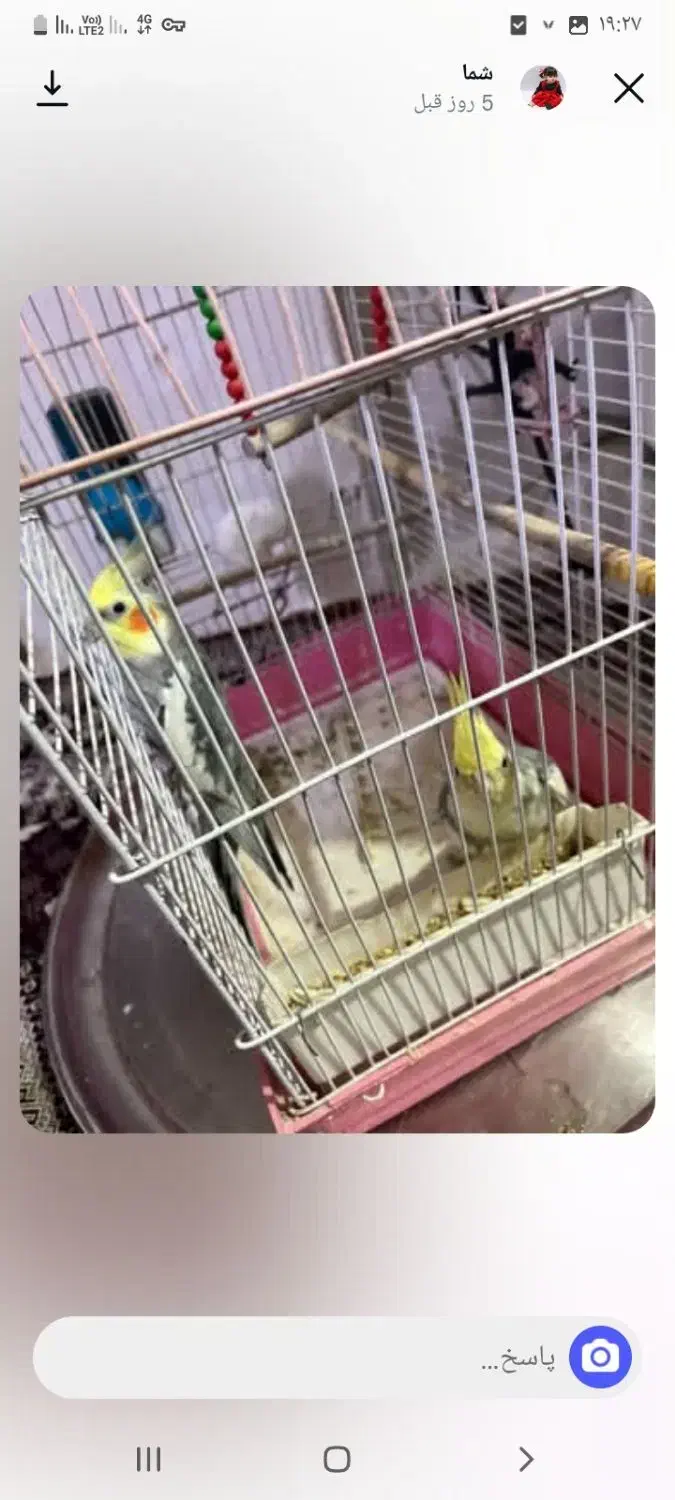 عروس هلندی نر ماده با قفس|پرنده|محمدشهر, جعفرآباد|دیوار