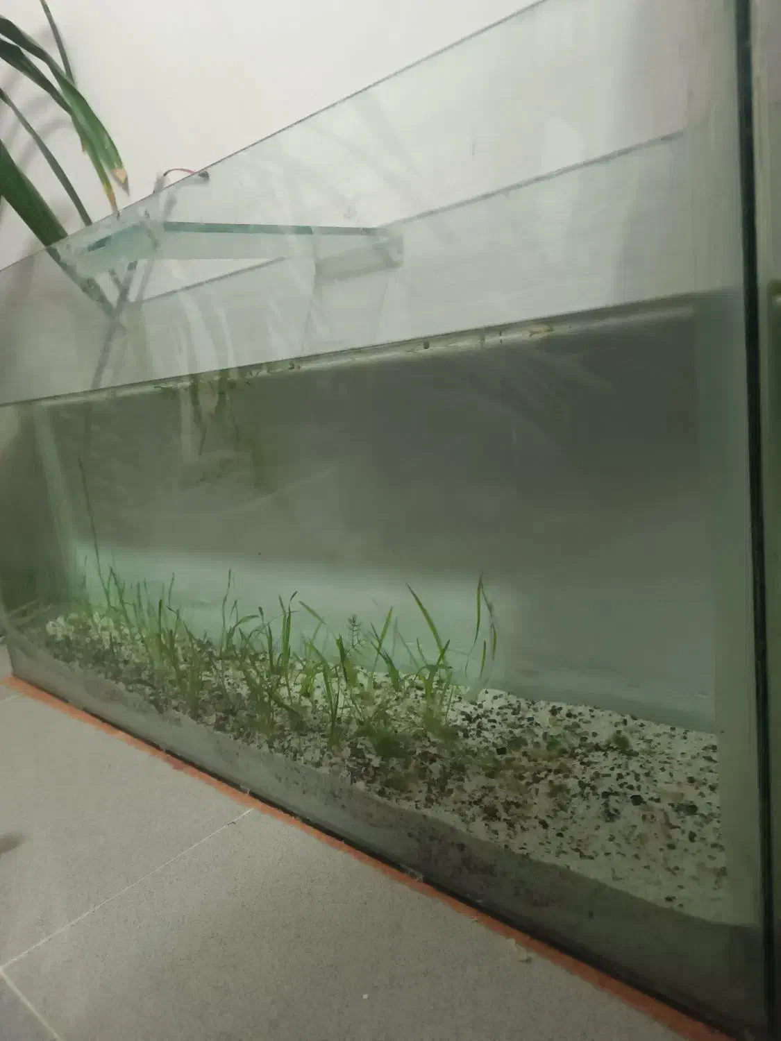 اکواریوم بزرگ|ماهی|نیشابور, گنبد سبز|دیوار