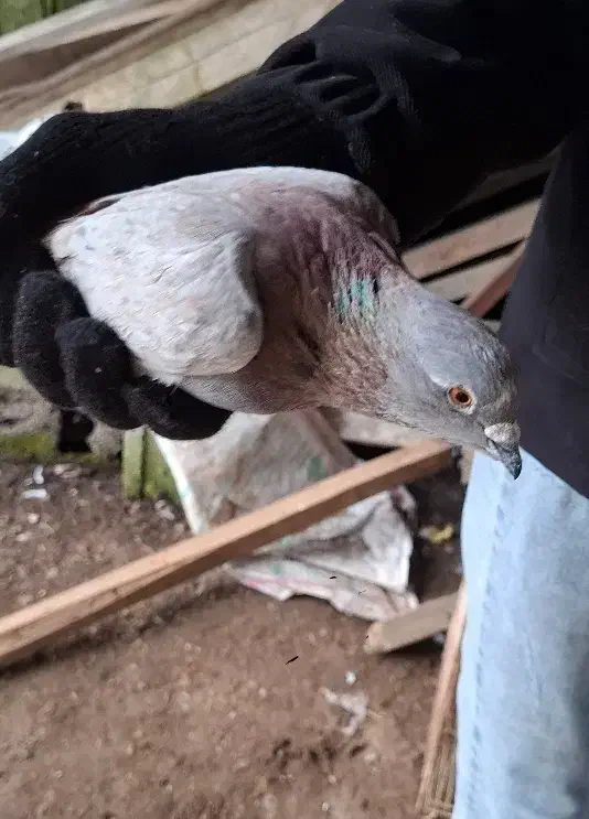 کبوتر|پرنده|کیاشهر, |دیوار