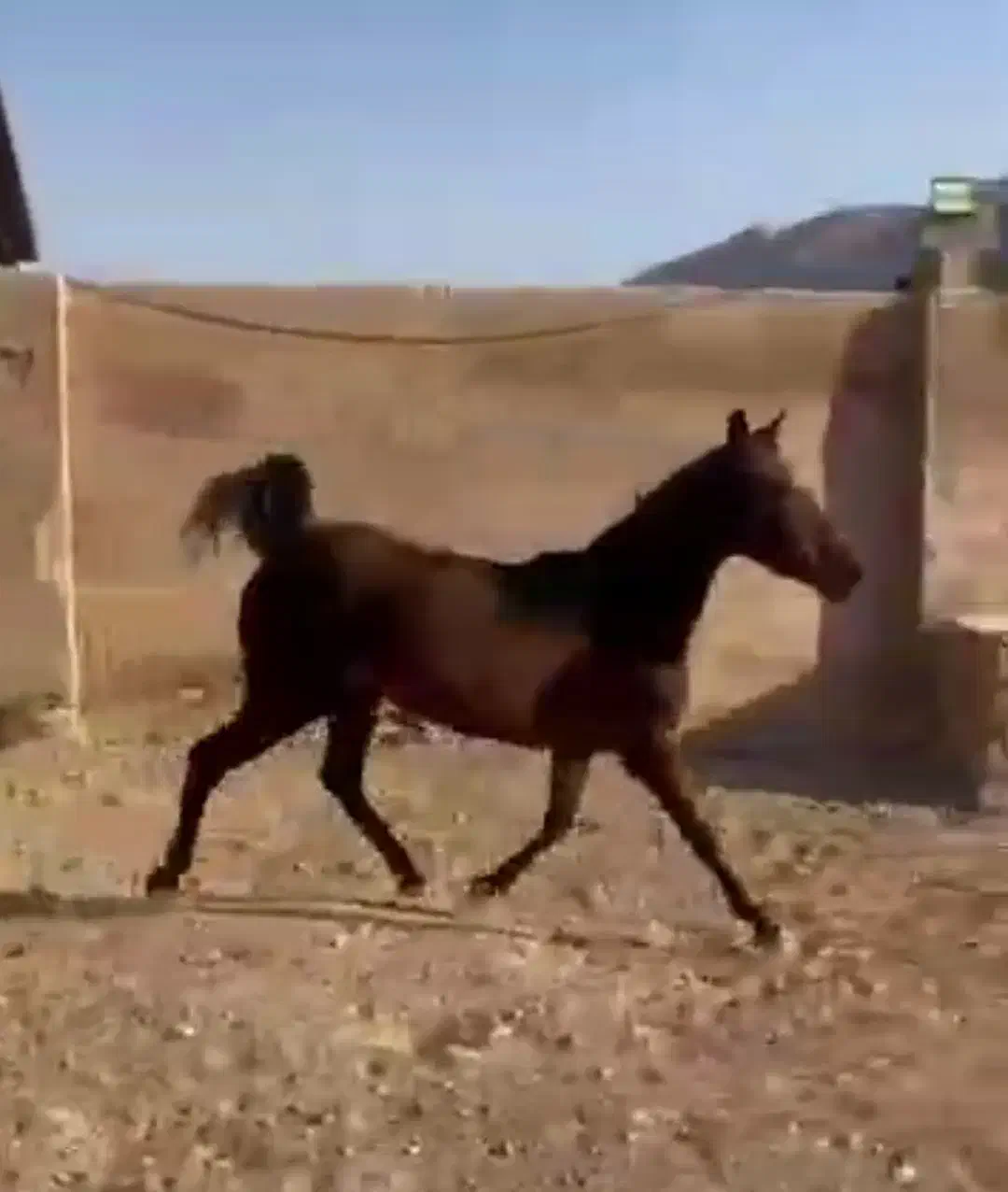 اسب|اسب و تجهیزات اسبسواری|جم, |دیوار