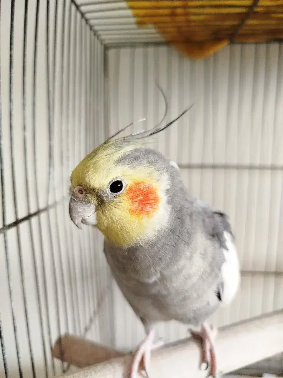 عروس هلندی سخنگو|پرنده|فردیس, شهرک ارم|دیوار