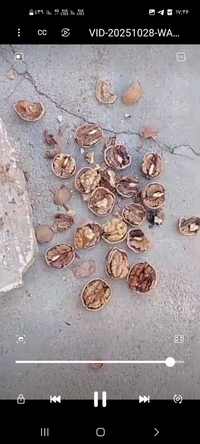 فروش گردوی تازه همدان|خوردنی و آشامیدنی|تربت جام, شهرک معلم|دیوار