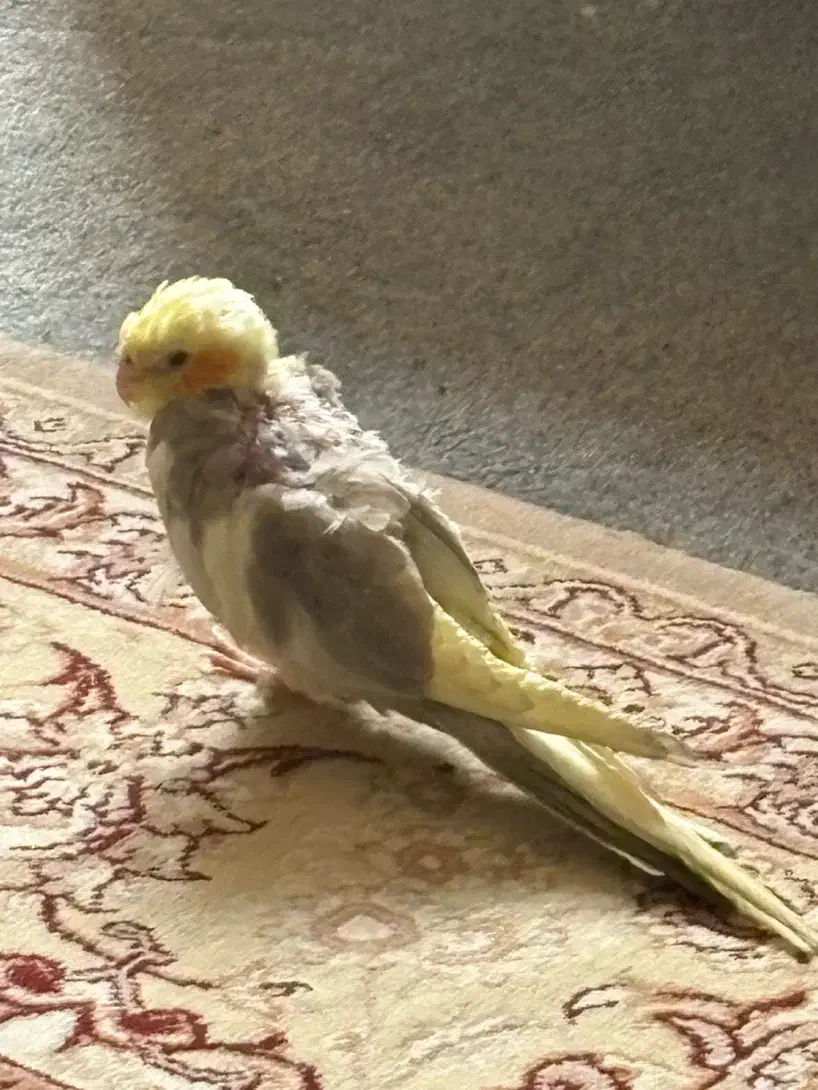 جوجه عروس هلندی ۲ماه|پرنده|شیراز, جوادیه|دیوار