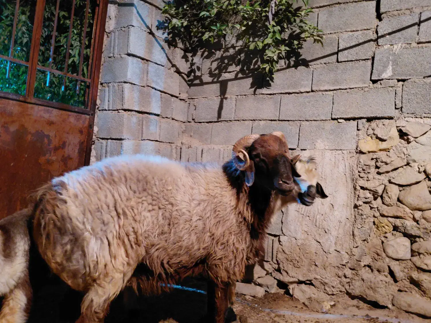 قوچ ترکی چینی|حیوانات مزرعه|وحدتیه, |دیوار