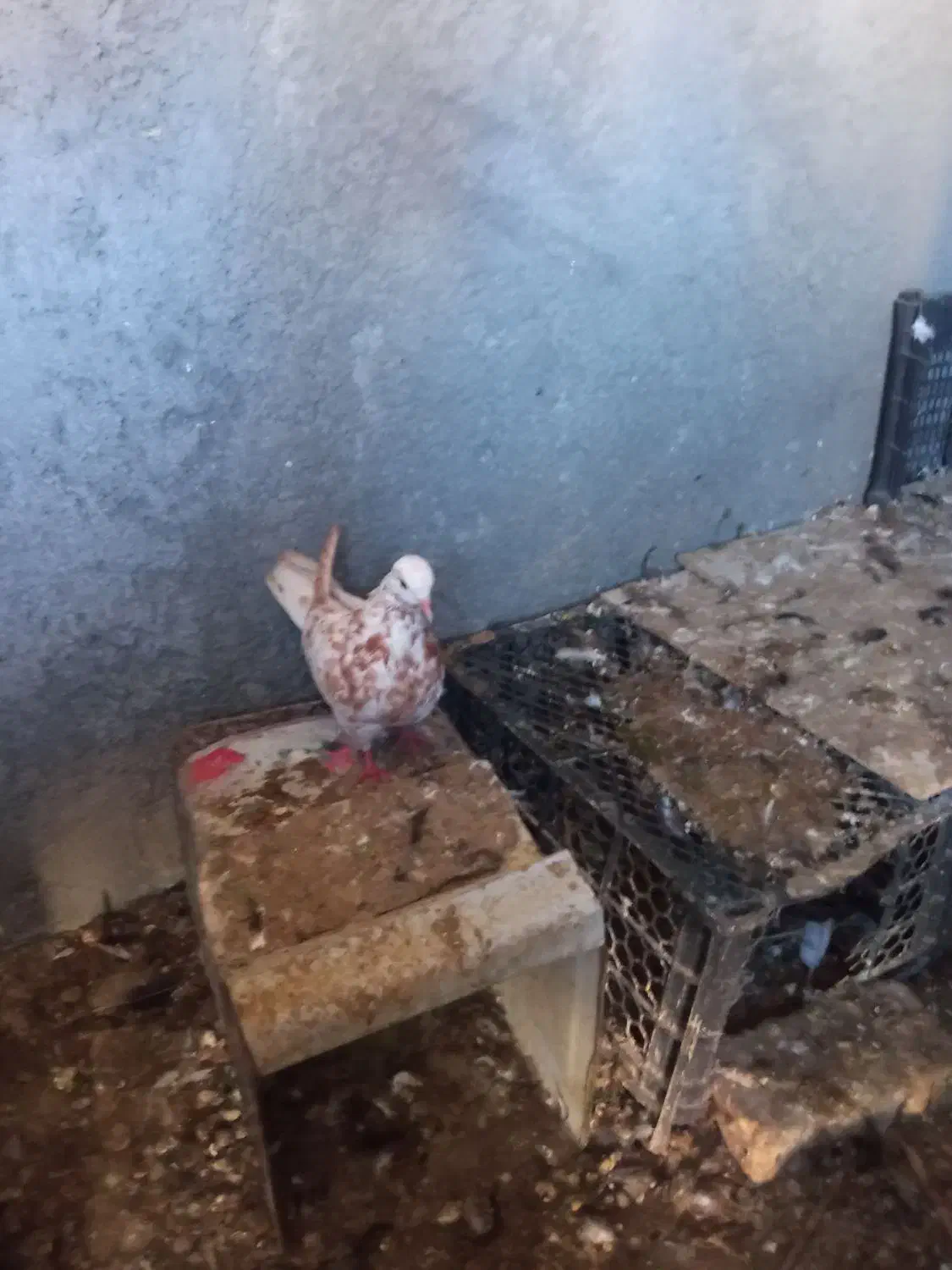 کبوتر|پرنده|فرخ‌شهر, |دیوار