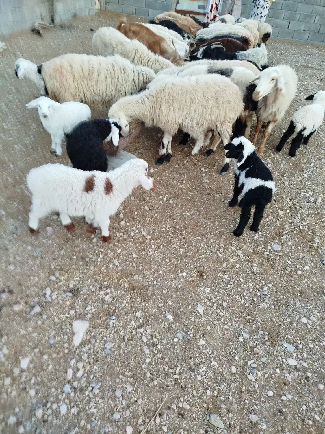 میش،بره|حیوانات مزرعه|زیرکوه, |دیوار