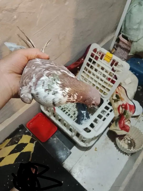 کفتر|پرنده|فیروزکوه, |دیوار