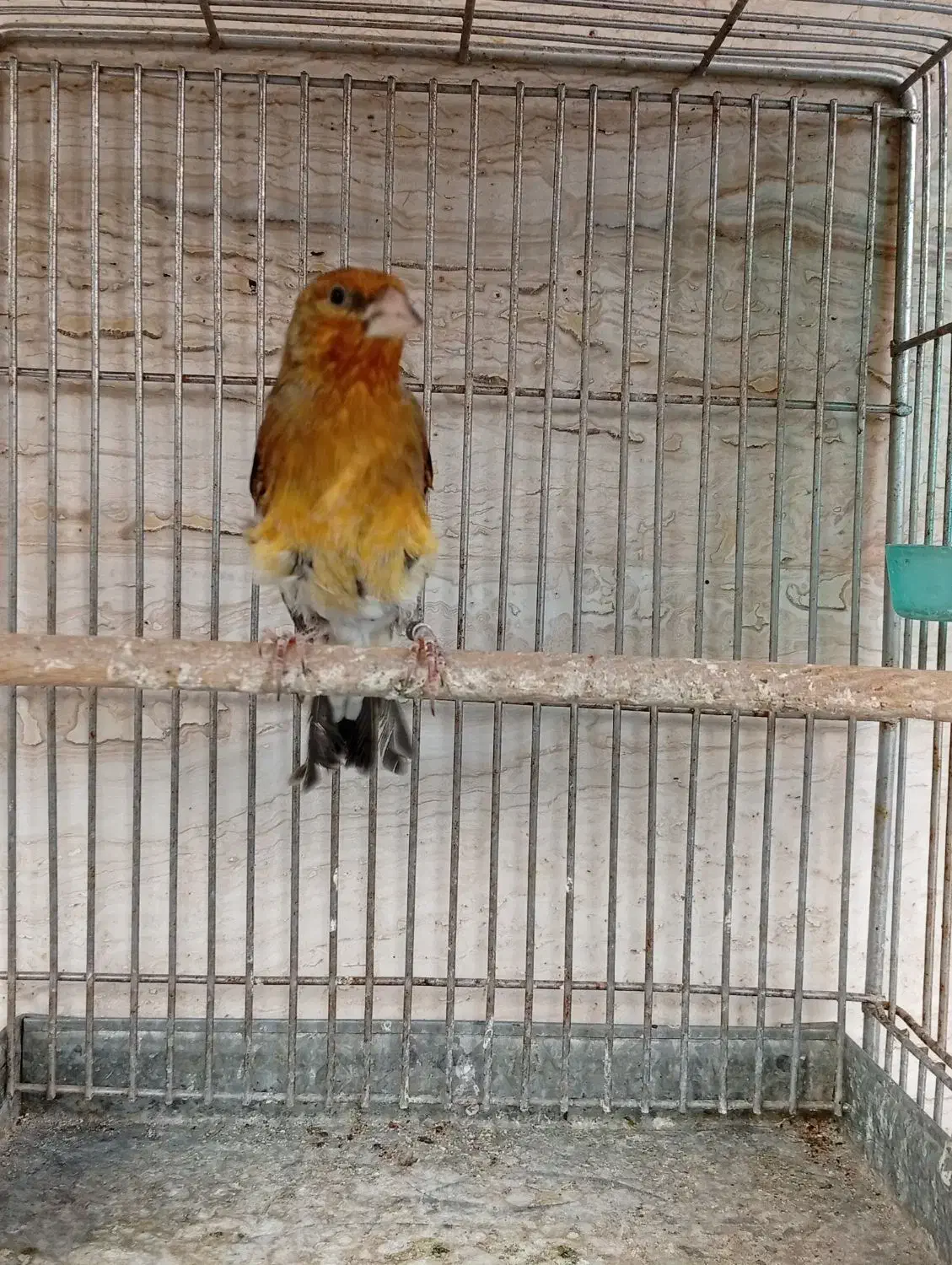 سهره قناری دهن ارسنجونی|پرنده|شیراز, صاحب الزمان|دیوار