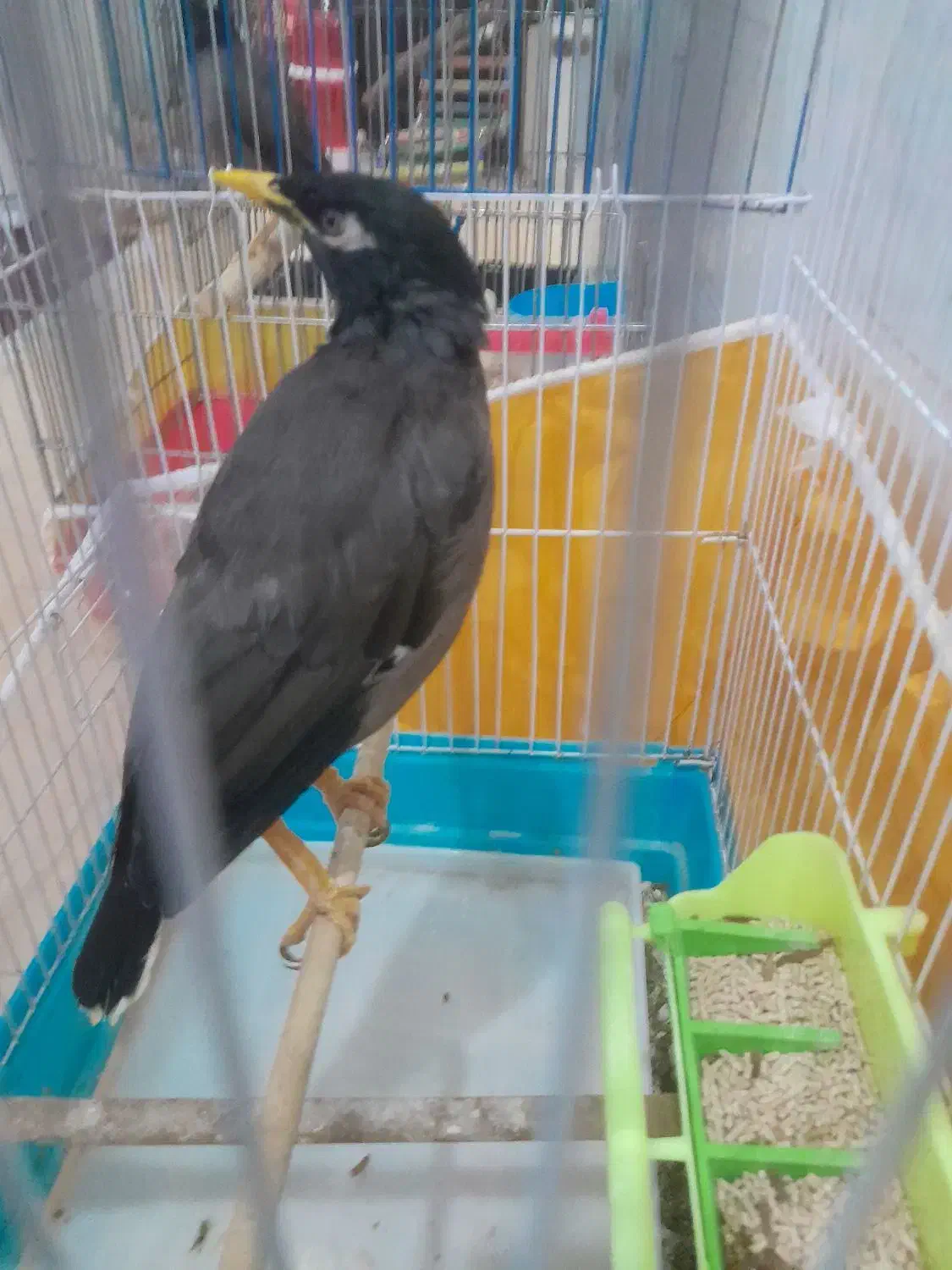 مرغ مینا|پرنده|تربت‌حیدریه, پائین ولایت|دیوار