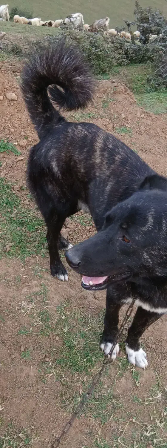 سگ چوپانی|سگ|رستم‌آباد, |دیوار