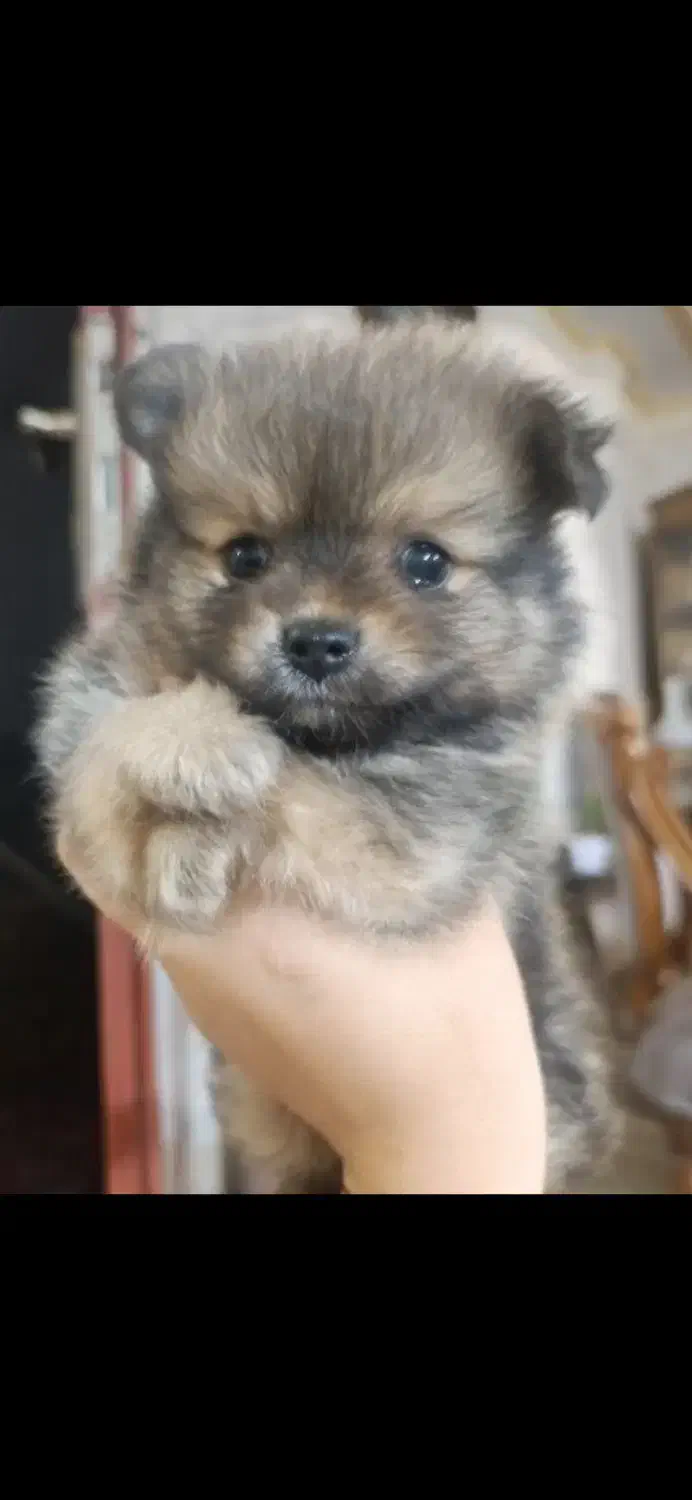 پامرچشم روباهی نر فروشی/لوکیشن عظیمیه|سگ|کرج, عظیمیه|دیوار