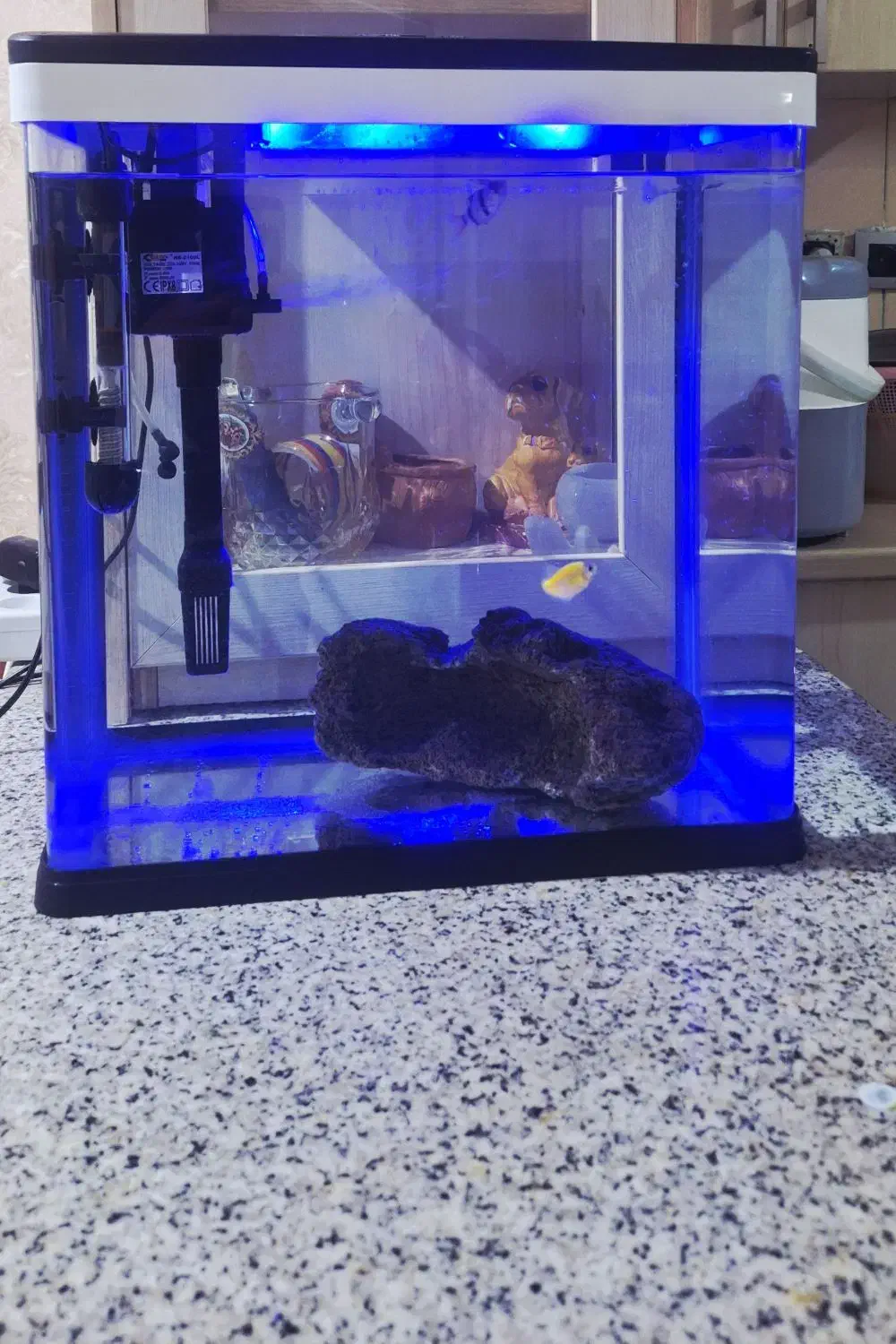 **آکواریوم**|ماهی|شیراز, دست خضر|دیوار