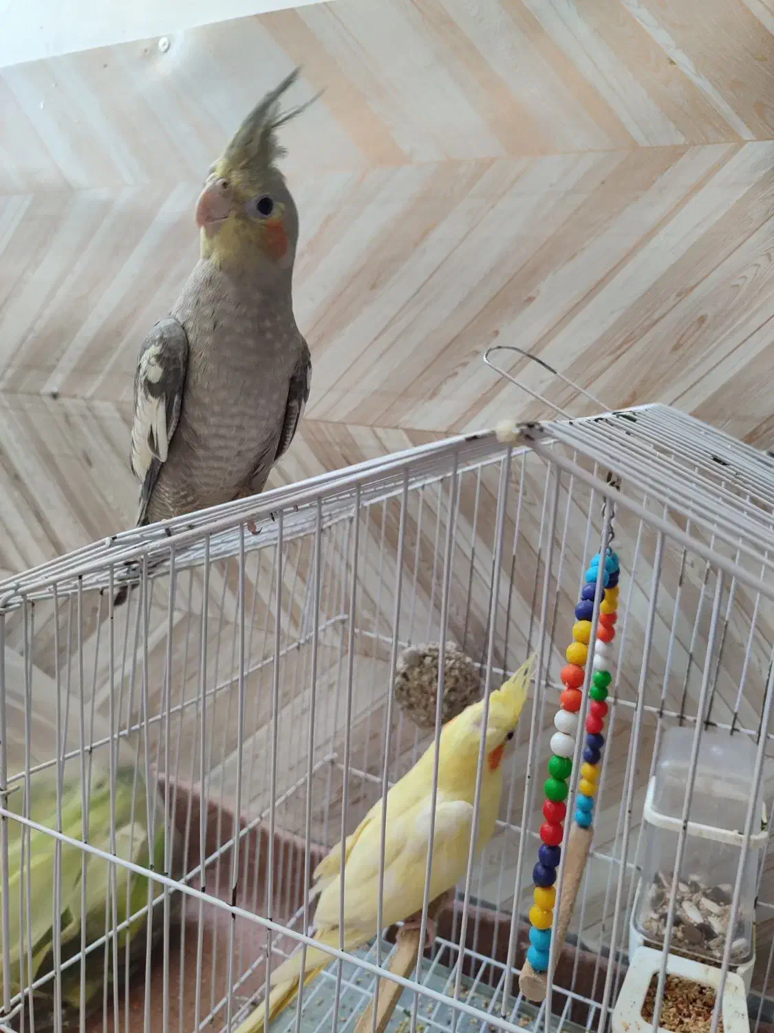 عروس هلندی نر و ماده 2تا باهم ۷۰۰|پرنده|رودسر, |دیوار