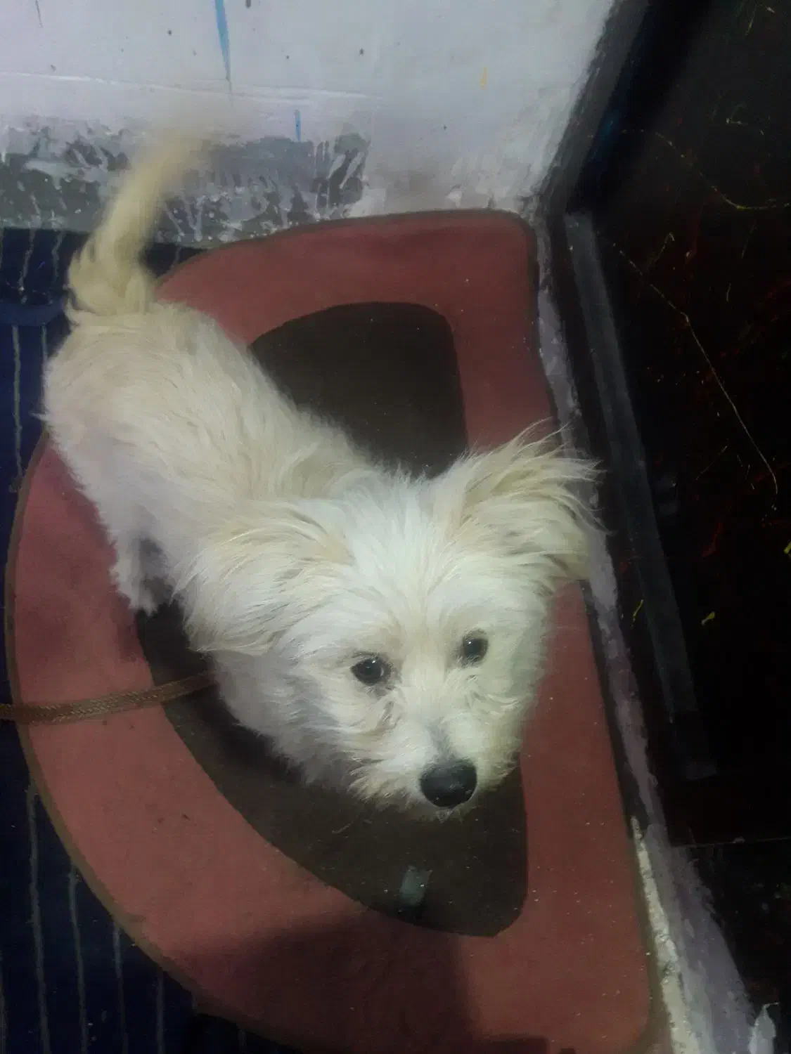 سگ شیتزو|سگ|کرمان, |دیوار