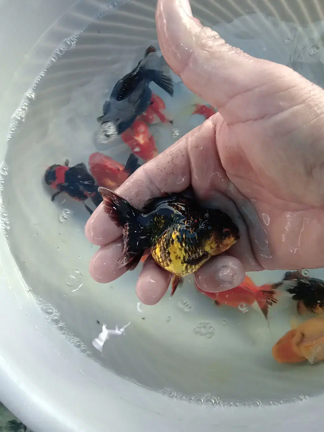 گلدفیش ۳.۵ الی ۴ اینچ|ماهی|ساری, |دیوار