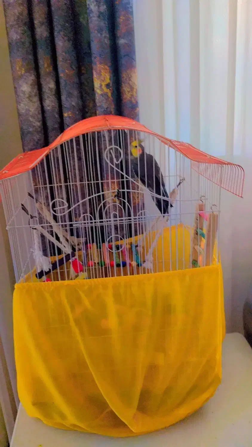 عروس هلندی|پرنده|سنندج, |دیوار