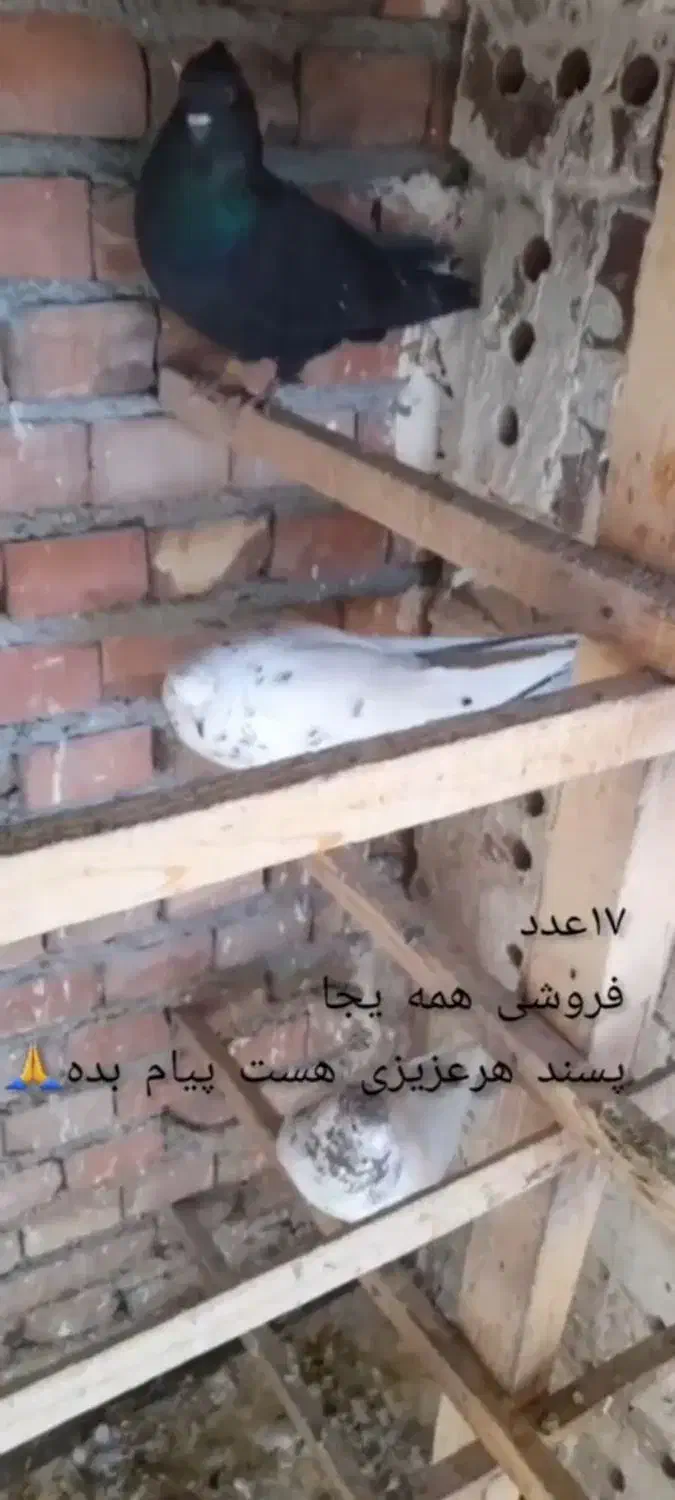 کبوتر|پرنده|نقده, |دیوار