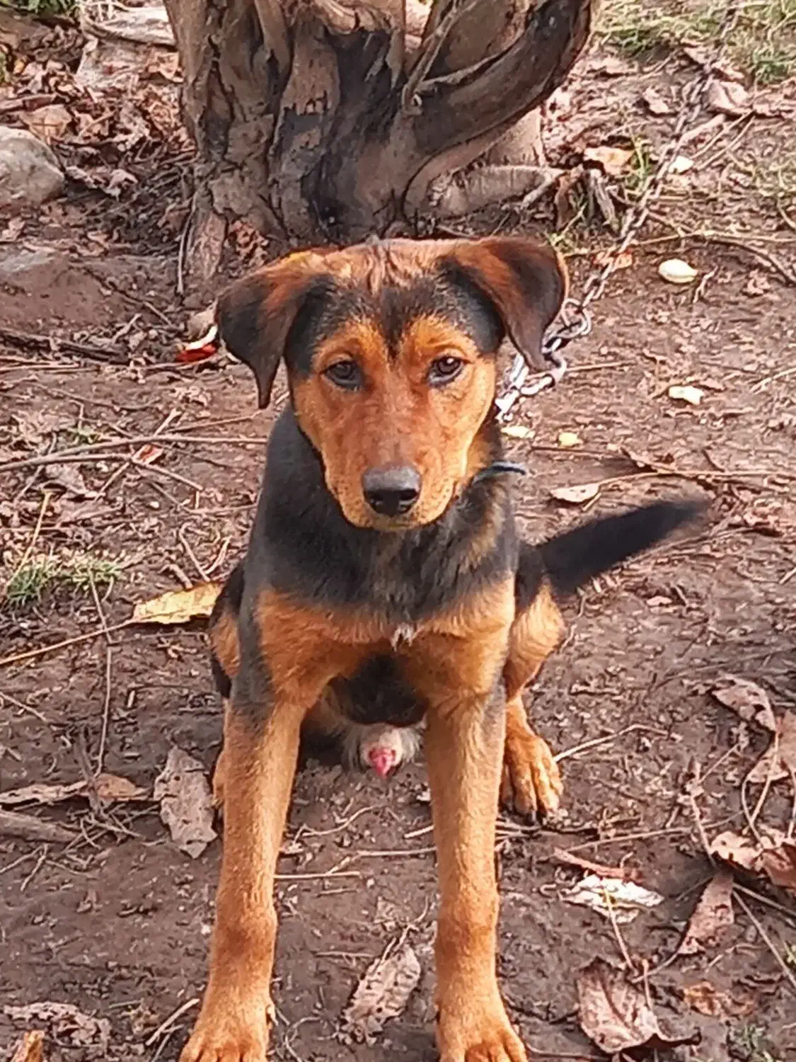 معاوضهباتولهسرابی|سگ|رضوانشهر, |دیوار