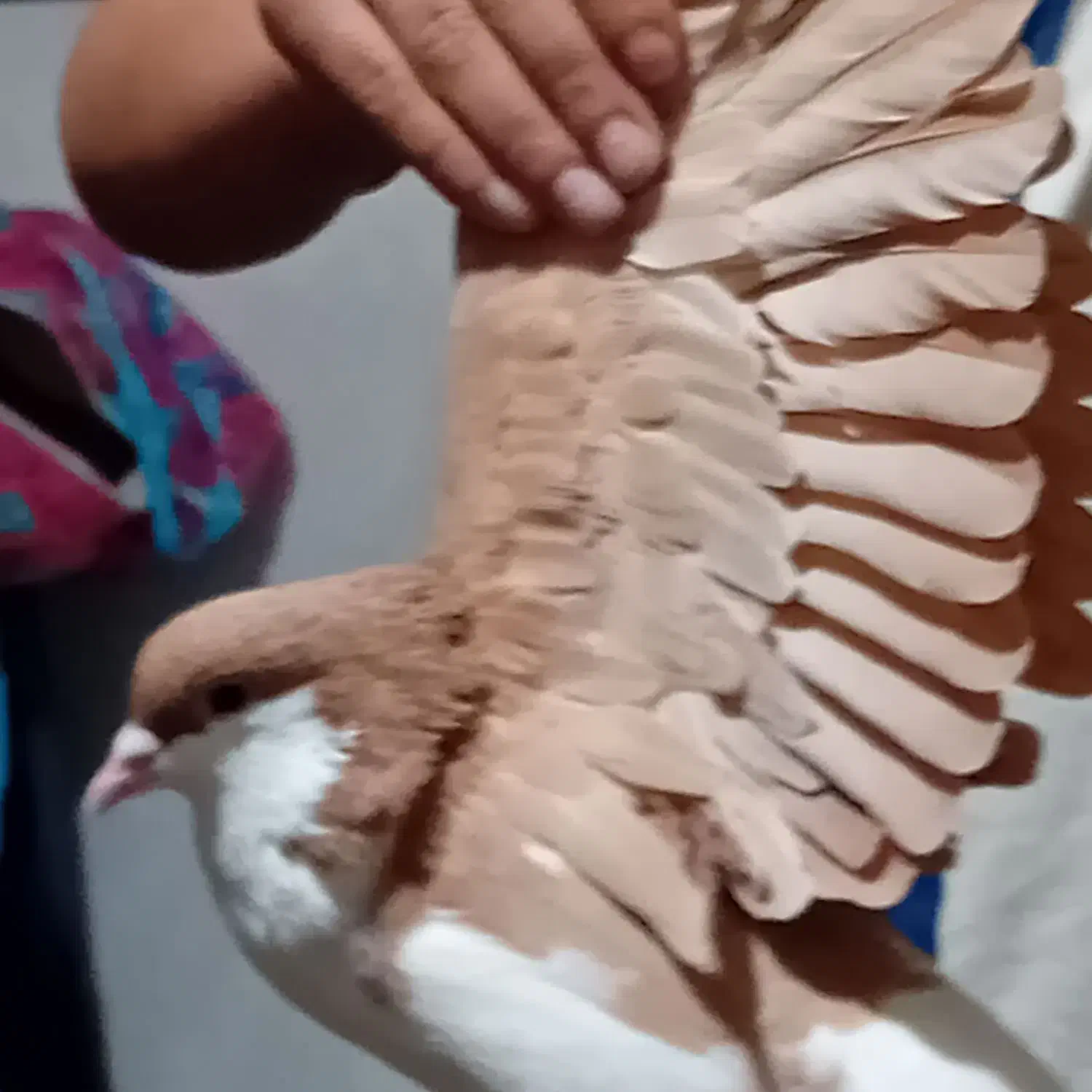 حیوان خانگی|پرنده|مشکیندشت, |دیوار