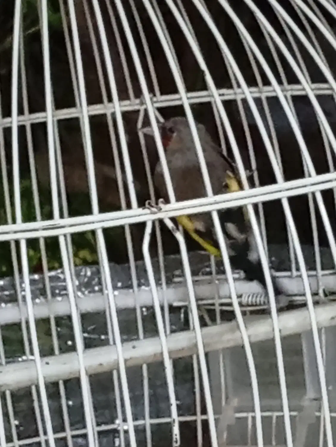 سهره|پرنده|زبرخان, |دیوار