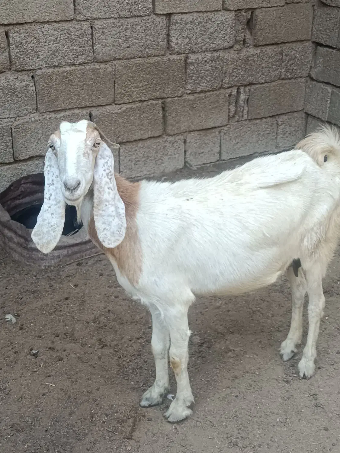 بز آبستن|حیوانات مزرعه|شادگان, |دیوار