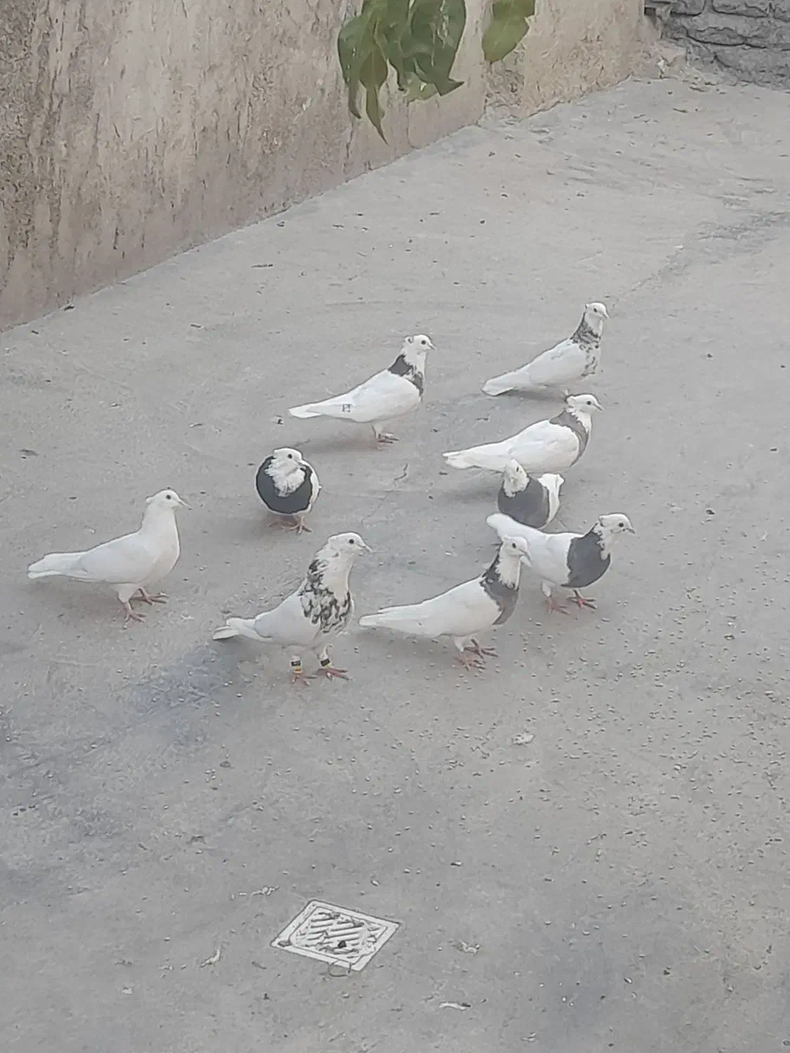 کبوتر طوقی|پرنده|بیستون, |دیوار