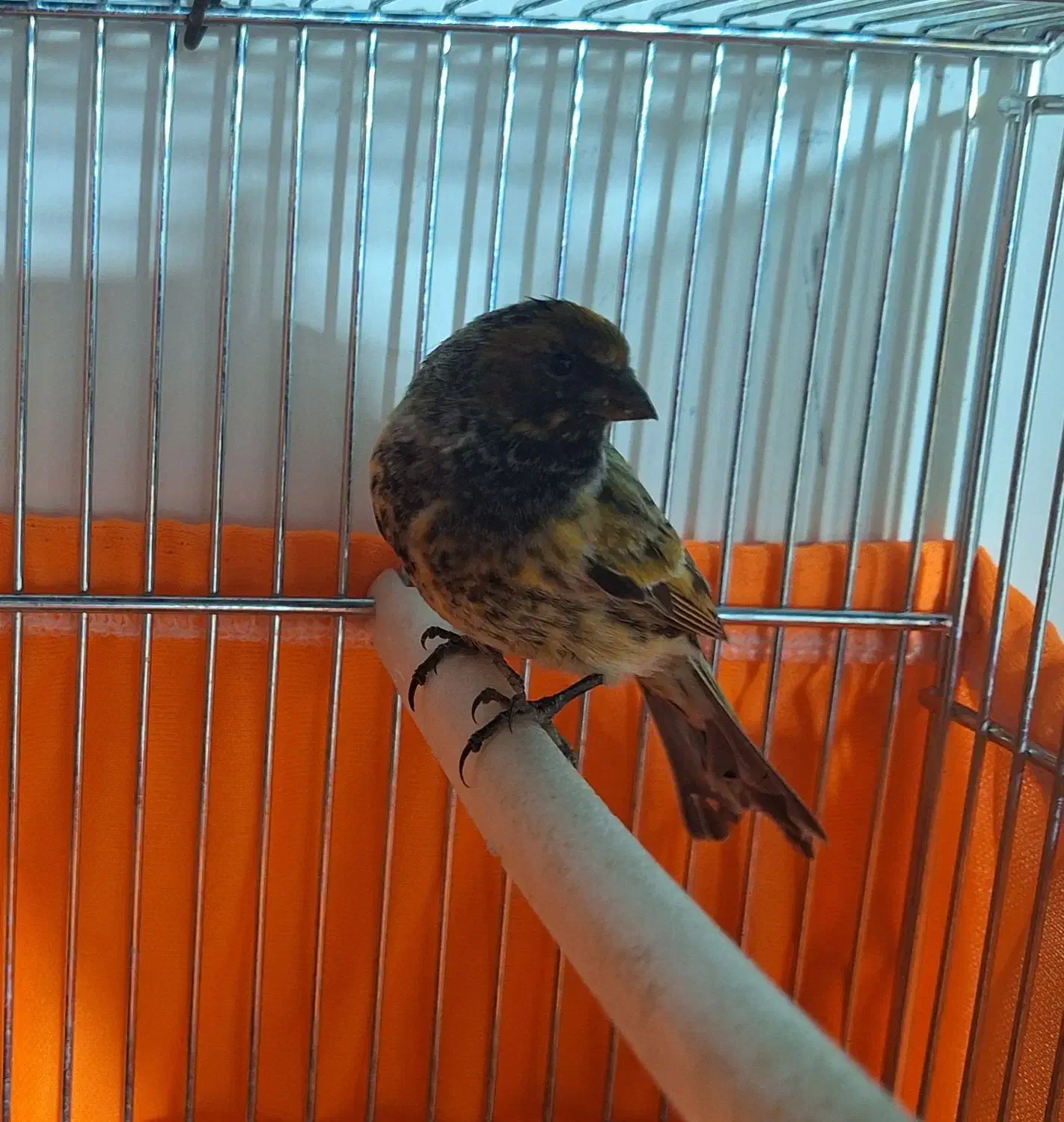 گلبسر نر بخون|پرنده|خوانسار, |دیوار