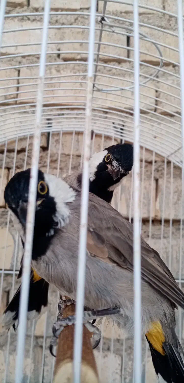 قاری دم زرد|پرنده|کارون, |دیوار