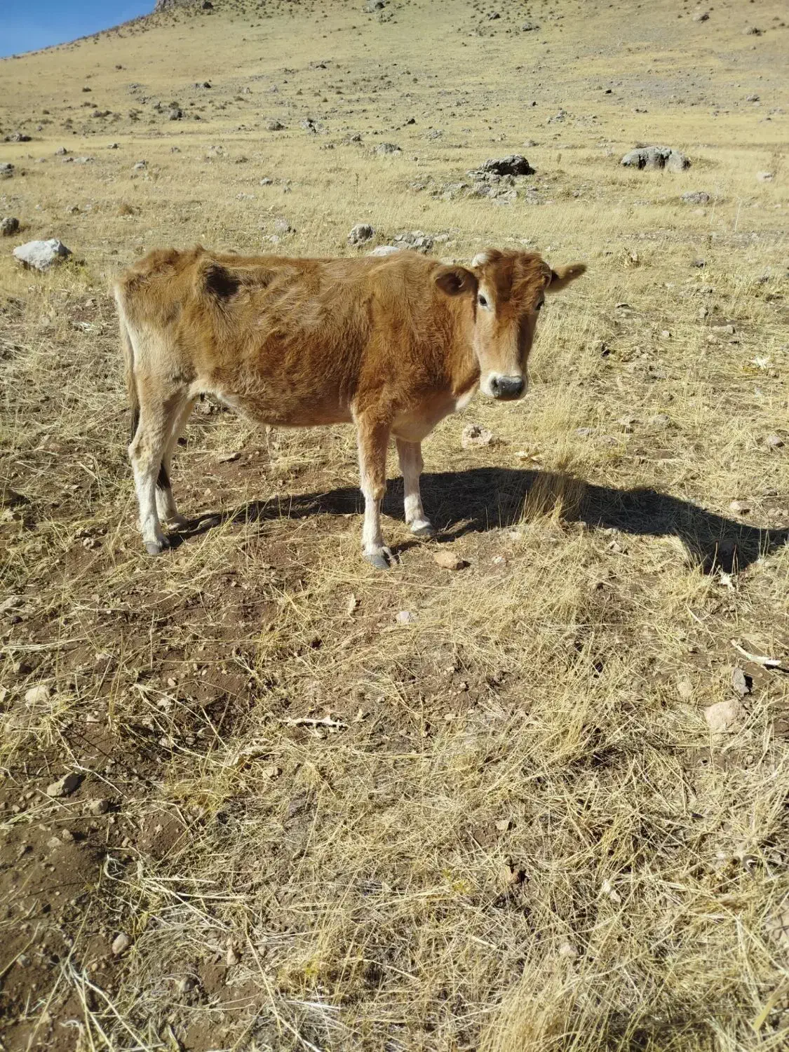 گاو حامله|حیوانات مزرعه|کاکاوند, |دیوار