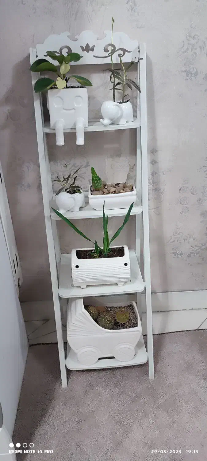 شلف و گل و گلدان|گل و گیاه طبیعی|تهران, زمزم|دیوار