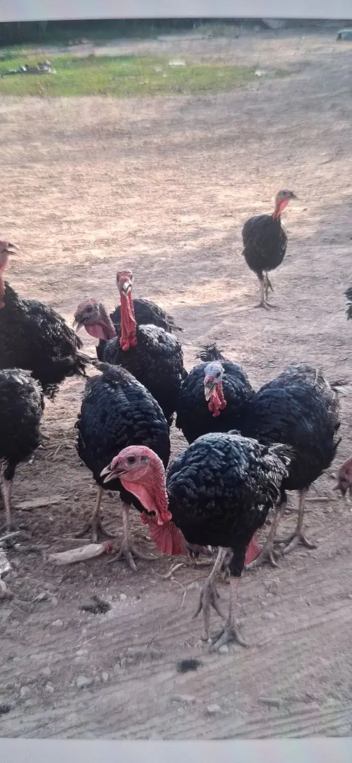 بوقلمون برنز انگلیسی|حیوانات مزرعه|پاکدشت, پاکدشت (مامازند)|دیوار