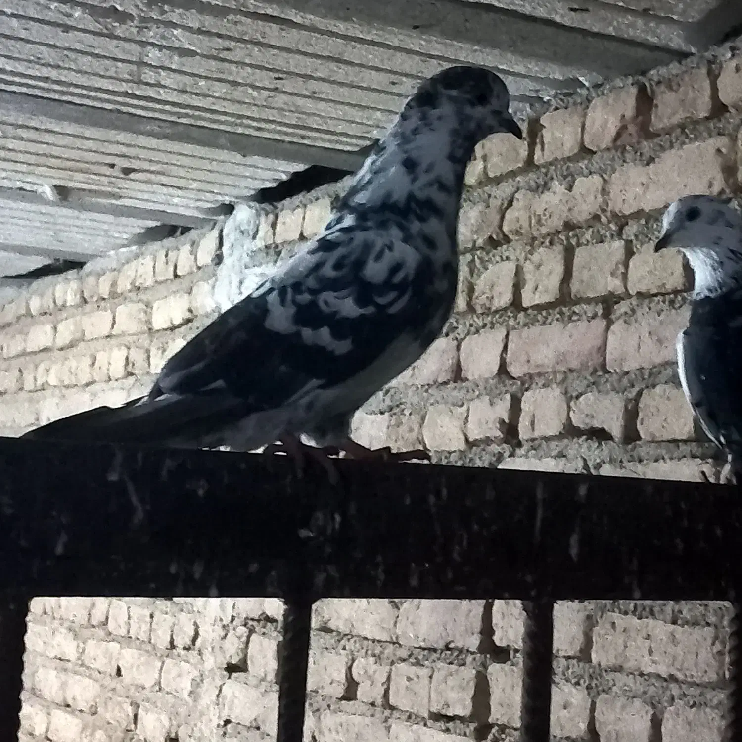 کبوتر|پرنده|سیجوال, |دیوار