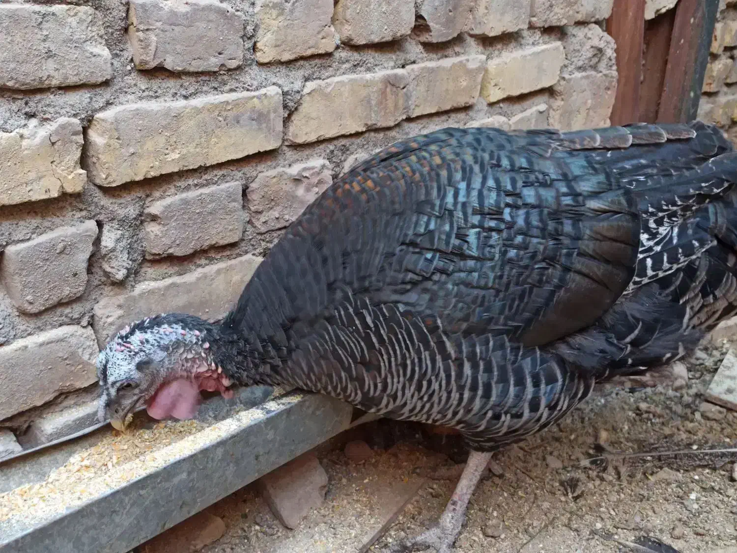 ماده بوقلمون جوان|پرنده|رفسنجان, |دیوار