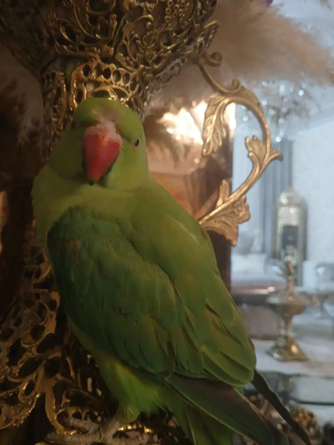 ملنگو گمشده|پرنده|بهنمیر, |دیوار