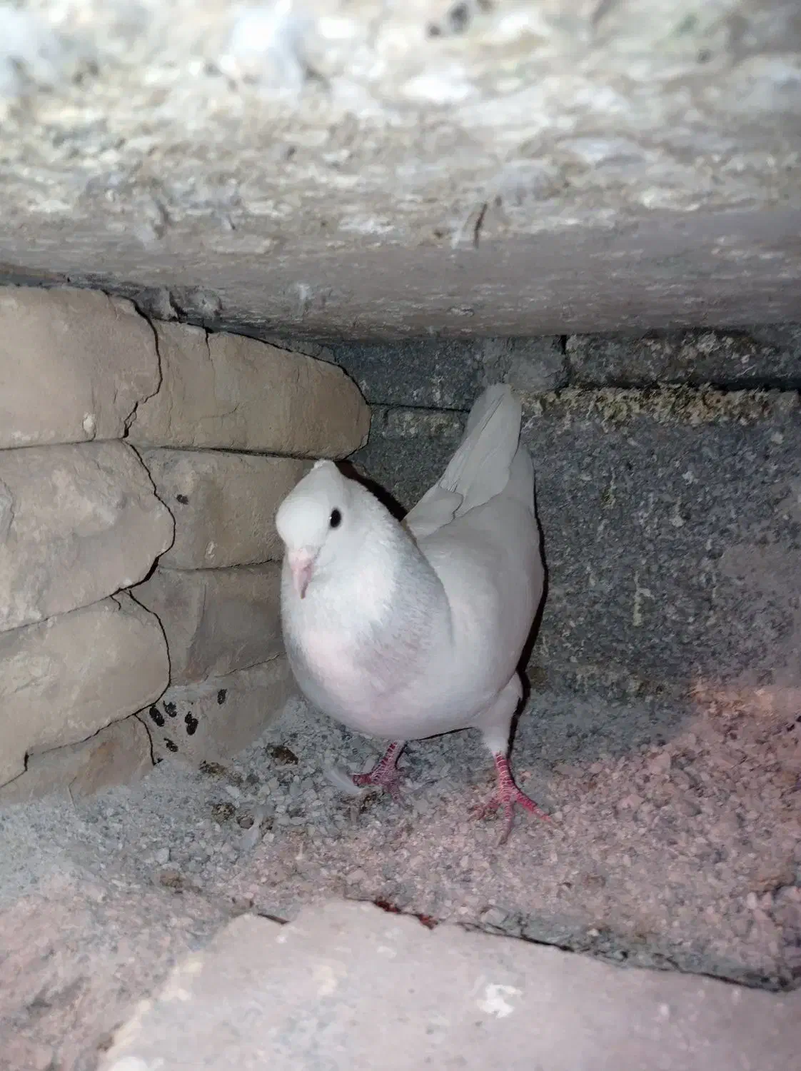 کفتر یا کبوتر مخمل|پرنده|خرم بید, |دیوار