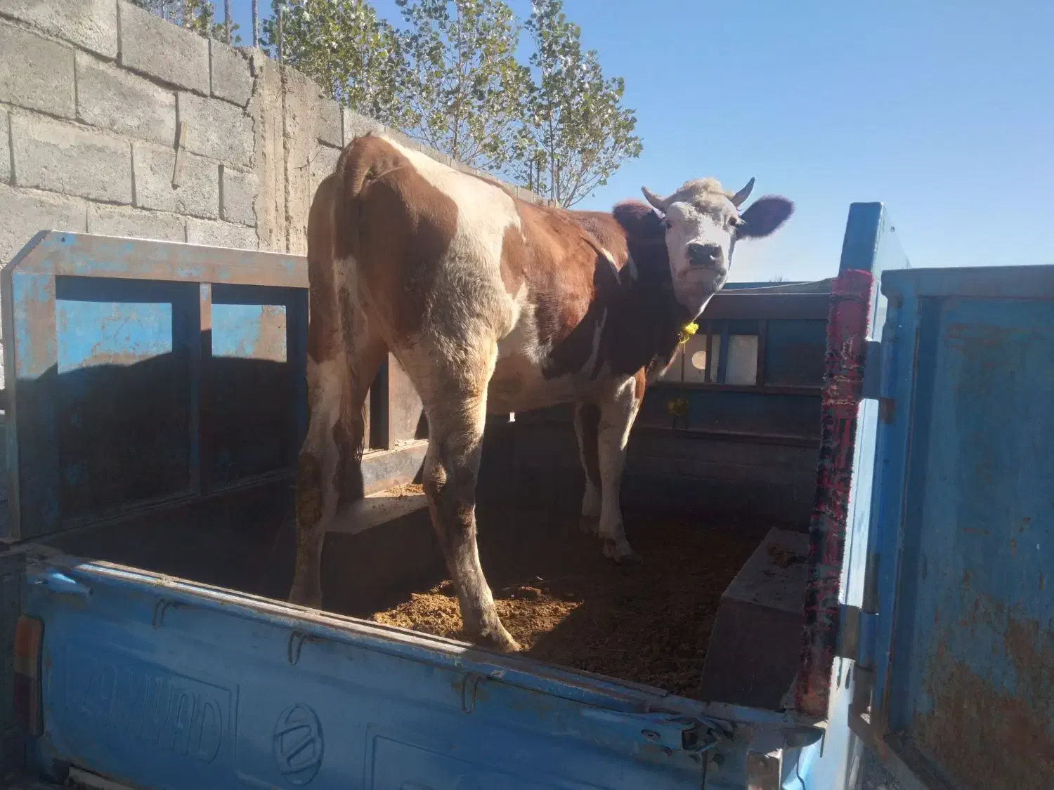 گاو سیمنتال|حیوانات مزرعه|مهربان, |دیوار