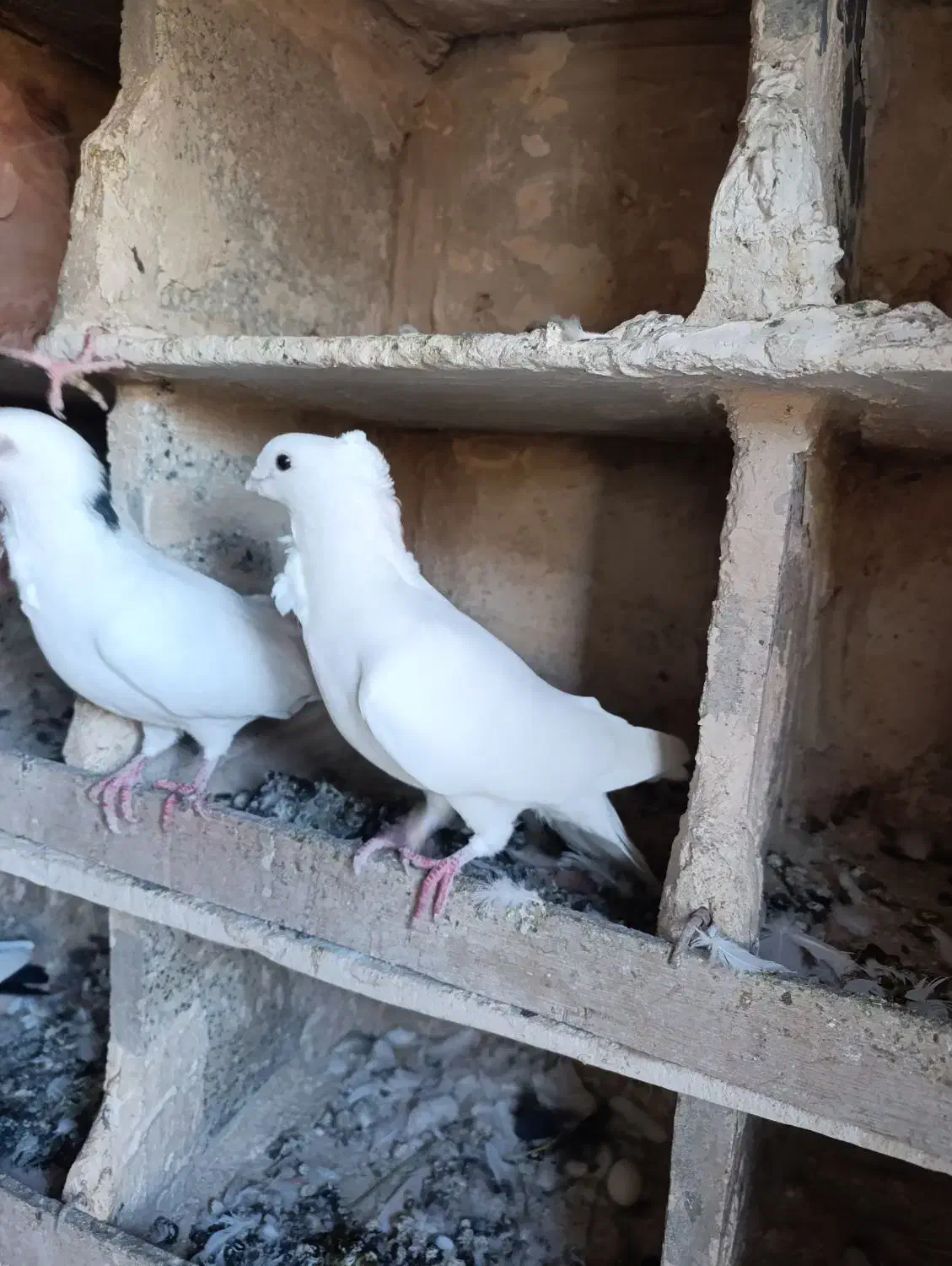 کبوتر|پرنده|مراغه, |دیوار