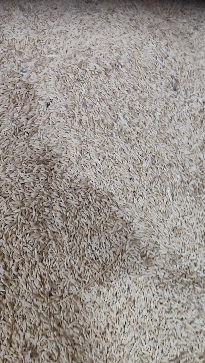 جو دیم پاییز|عمده‌فروشی|باغ حلی, |دیوار